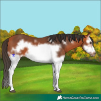 Horse Color:Bay Splash Frame 