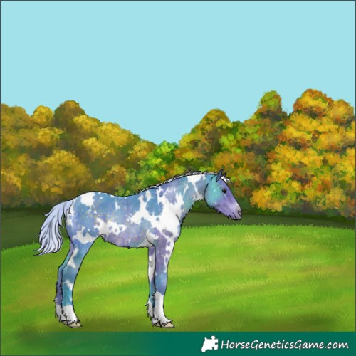 Horse Color:Watercolor White Spotted Silver Brown Rabicano 
