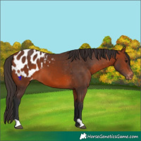 Horse Color:Bay Appaloosa 