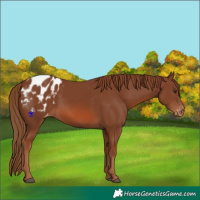 Horse Color:Chestnut Appaloosa 