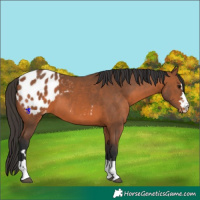 Horse Color:Bay Appaloosa 