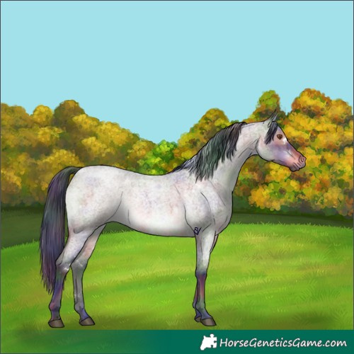 Horse Color:Nacre White Spotted Brown Roan Dun Brindle 