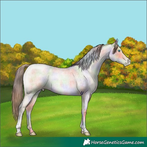 Horse Color:Nacre Buckskin Roan Pearl Dun Tobiano Brindle 