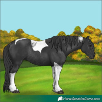 Horse Color:Black Tobiano Rabicano