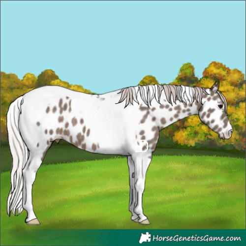 Horse Color:Silver Black Tobiano Appaloosa