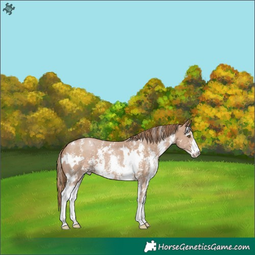 Horse Color:White Spotted Black Pearl Sabino 