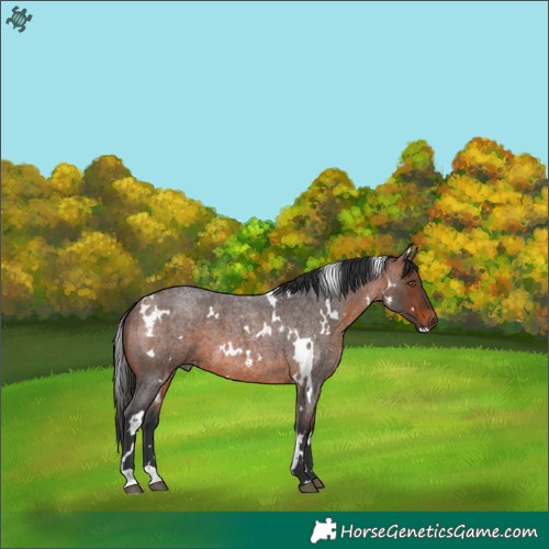 Horse Color:White Spotted Brown Roan 