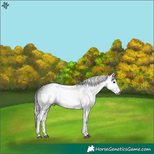 Horse Color:Gray White Spotted Black 