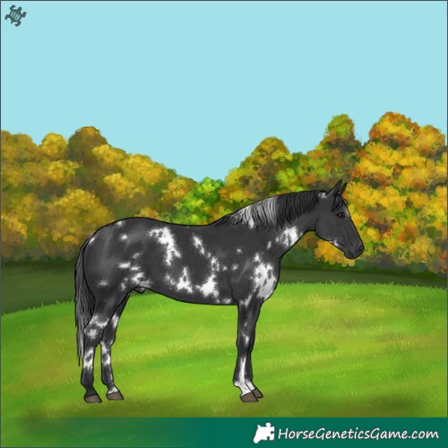 Horse Color:White Spotted Black 
