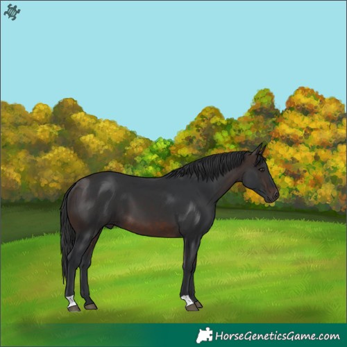 Horse Color:Brown 