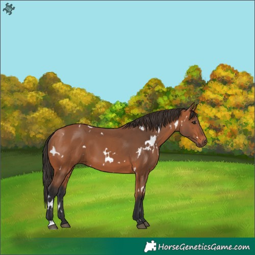 Horse Color:White Spotted Bay 