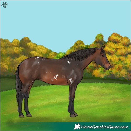 Horse Color:White Spotted Brown 