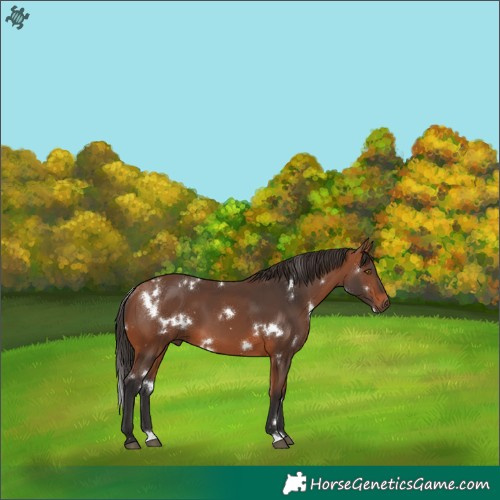 Horse Color:White Spotted Bay 