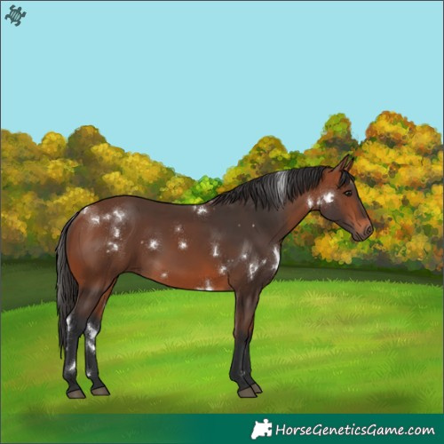 Horse Color:White Spotted Bay 