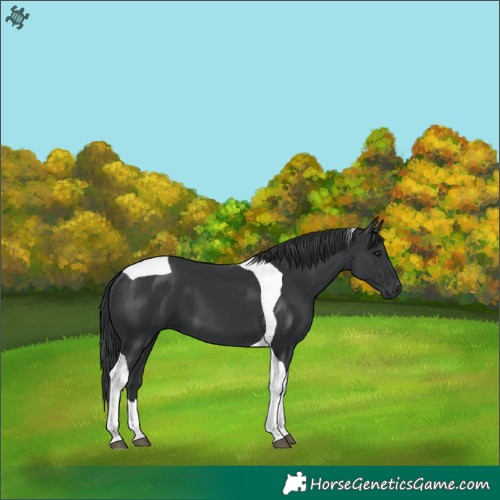 Horse Color:Black Tobiano 