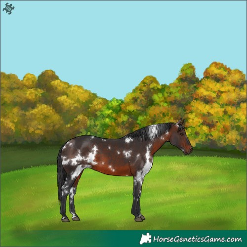 Horse Color:White Spotted Brown 