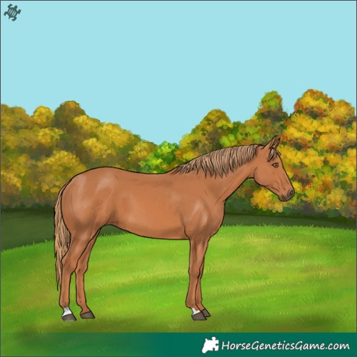 Horse Color:Chestnut 