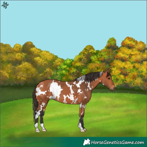 Horse Color:White Spotted Bay 