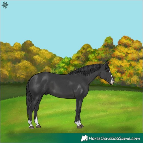 Horse Color:Black 