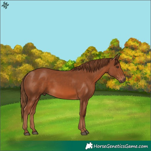 Horse Color:Chestnut 