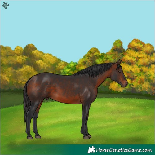 Horse Color:Bay 