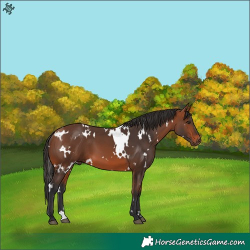 Horse Color:White Spotted Bay 