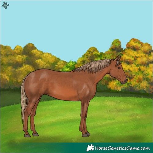 Horse Color:Chestnut 