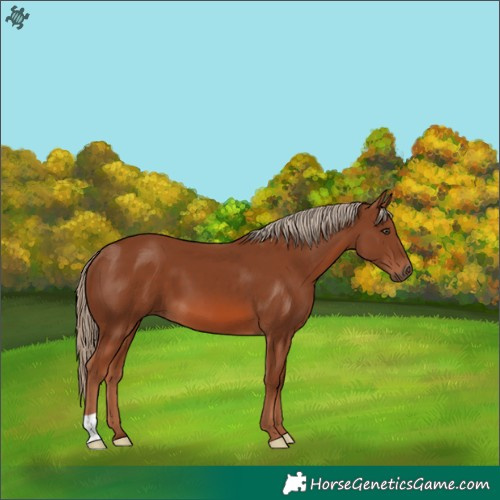 Horse Color:Chestnut 