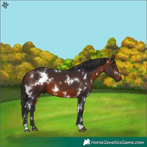 Horse Color:White Spotted Bay 
