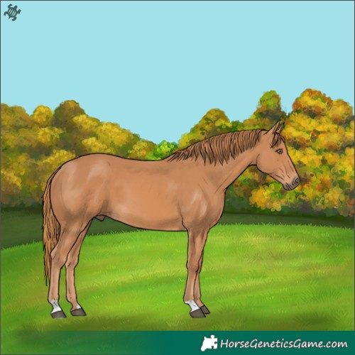 Horse Color:Chestnut 