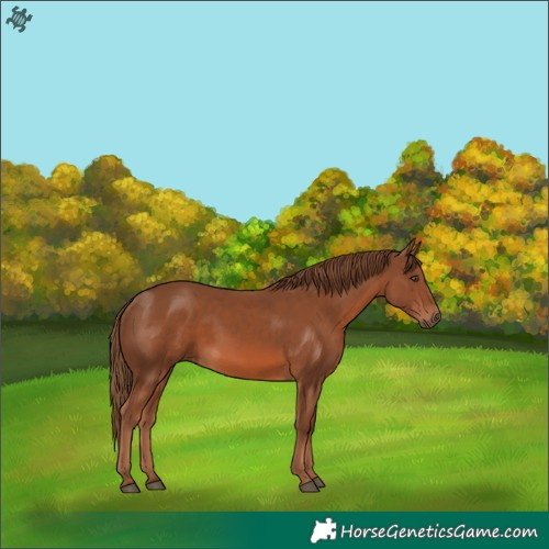 Horse Color:Chestnut 