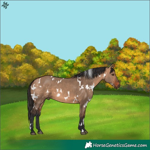 Horse Color:White Spotted Bay Dun 