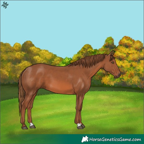Horse Color:Chestnut 