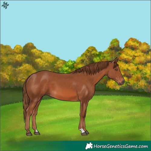 Horse Color:Chestnut 