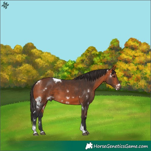 Horse Color:White Spotted Bay Tobiano 