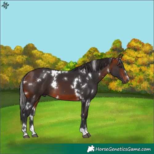 Horse Color:White Spotted Bay 