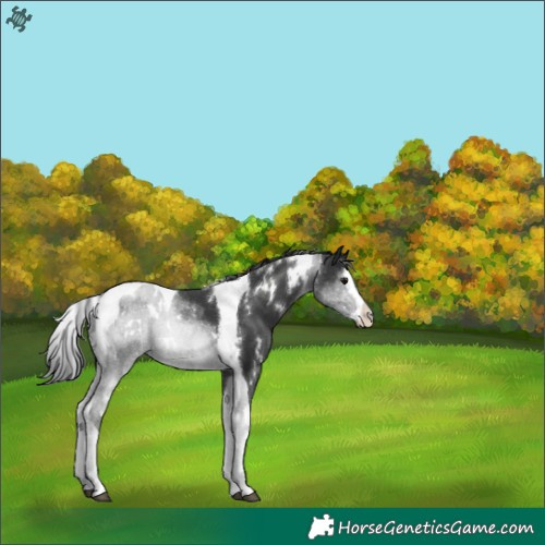 Horse Color:White Spotted Black Splash Tobiano 
