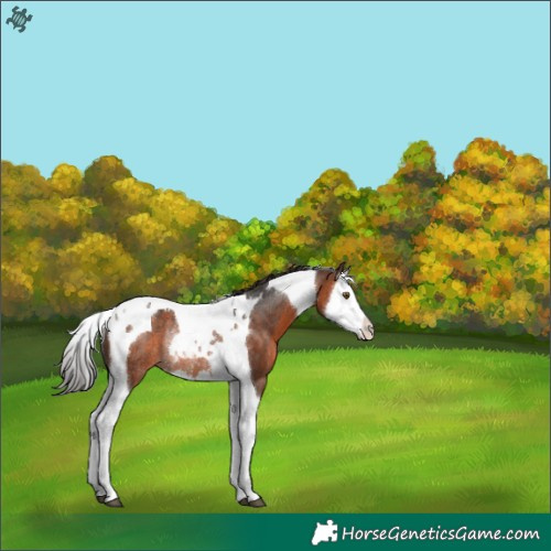 Horse Color:Brown Splash Tobiano Rabicano 