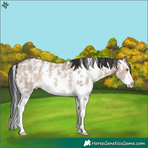Horse Color:Brown Dun Sabino Splash Rabicano