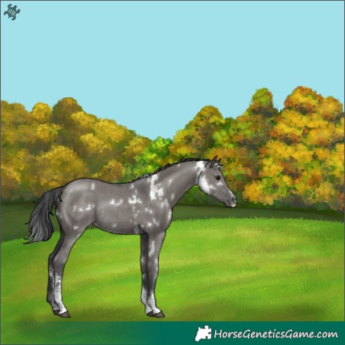 Horse Color:White Spotted Grullo Sabino Rabicano 