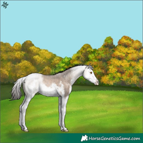 Horse Color:Brown Dun Sabino Splash