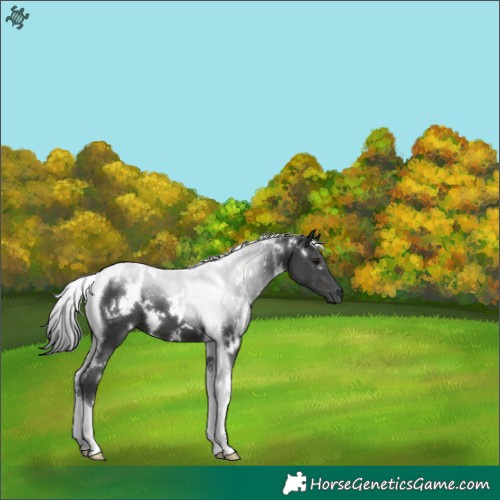 Horse Color:White Spotted Black Tobiano 