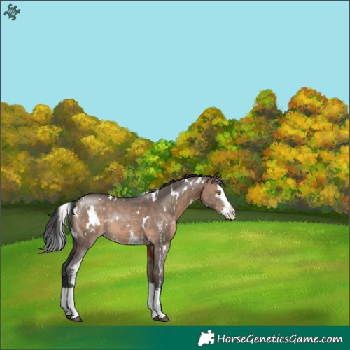 Horse Color:White Spotted Brown Dun Sabino Splash Rabicano 