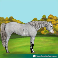 Horse Color:Midnight Smoky Blue Onyx Ice Sabino Splash Appaloosa 