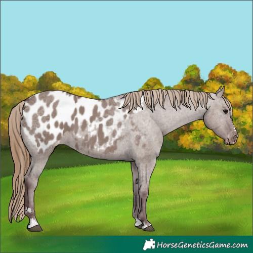 Horse Color:Chocolate Smoky Grullo Appaloosa 