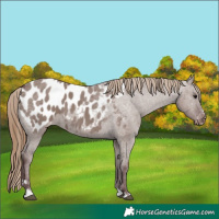 Horse Color:Chocolate Smoky Grullo Appaloosa 