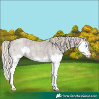 Horse Color:Silver Grullo Roan Splash 