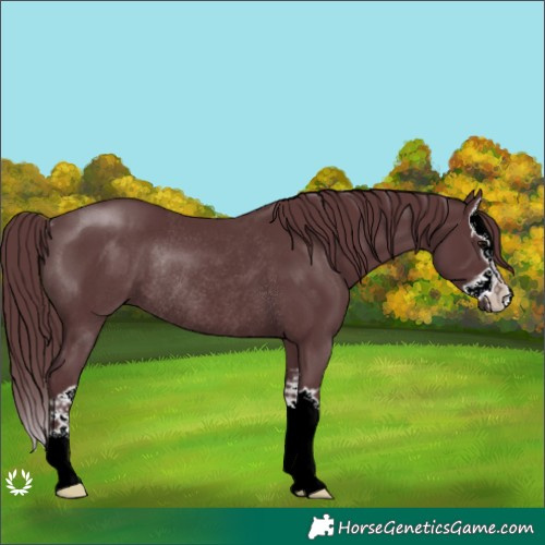 Horse Color:Chocolate Black Splash Rabicano 