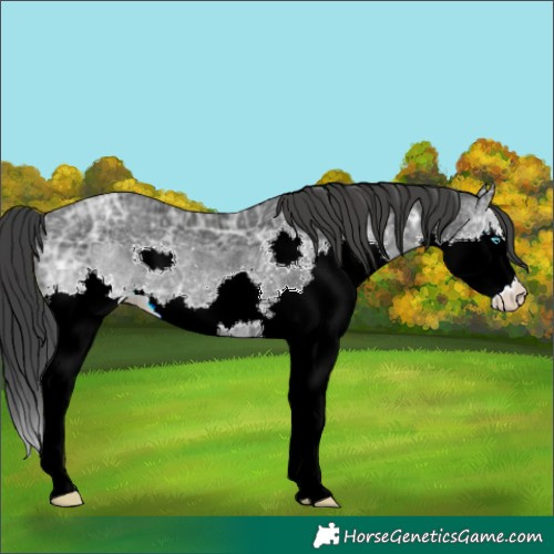 Horse Color:Black Ice Splash Rabicano 