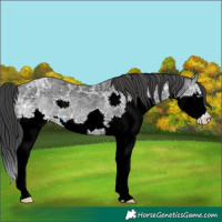 Horse Color:Black Ice Splash Rabicano 